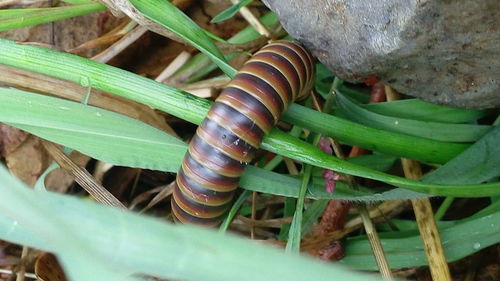 Close-up of insect on plant