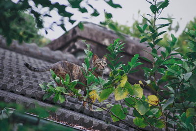 Close-up of lizard on tree