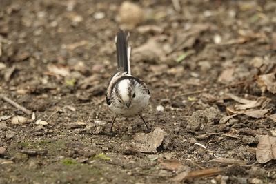 Close-up of bird on land