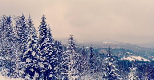 Pine trees in forest against sky during winter