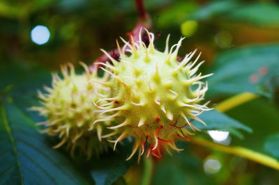 Close-up of yellow flower