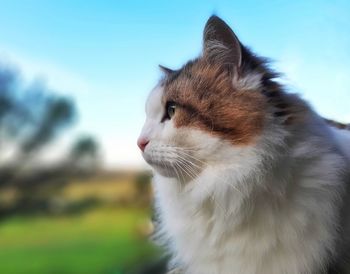 Close-up of a cat looking away