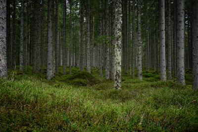 Trees growing in forest