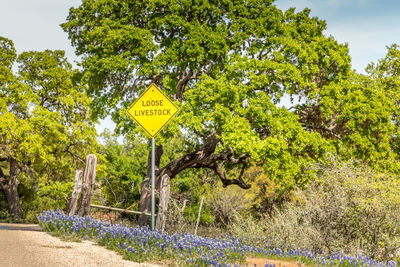 Information sign on road by trees