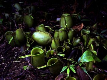 Close-up of green leaf