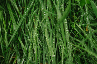 Close-up of wet grass during rainy season