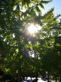 Low angle view of trees against sky