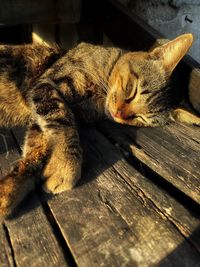 Close-up of a cat resting