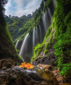 Waterfall in forest