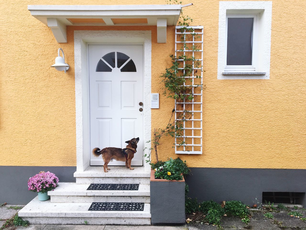 Dog waiting in front of the door