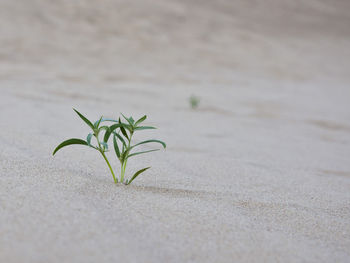 Surface level of plant on sand