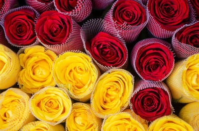 Full frame shot of multi colored roses