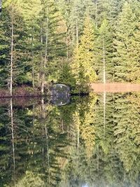 Scenic view of lake in forest