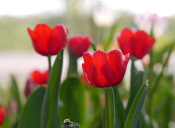 Close-up of red tulip