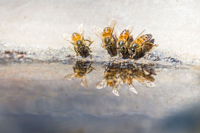 Close-up of insect on leaf