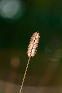 Close-up of dry leaf against blurred background