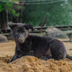 Black puppy dog playing on the beach