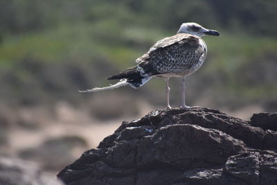 Close-up of bird perching on rock