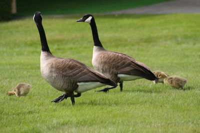 Geese on a green field