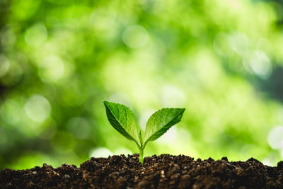 Close-up of small plant growing outdoors