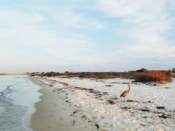 View of birds on beach against sky