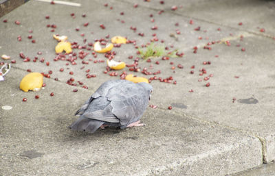 High angle view of bird eating on footpath