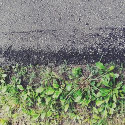 High angle view of plants