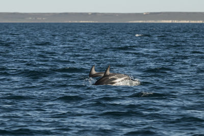 Man swimming in sea