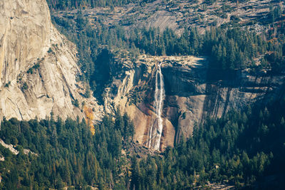 Panoramic view of trees in forest