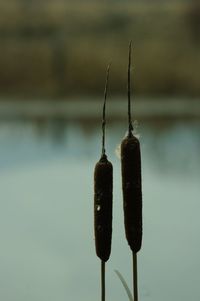 Close-up of water hanging on lake against sky