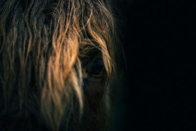 Close-up portrait of a horse