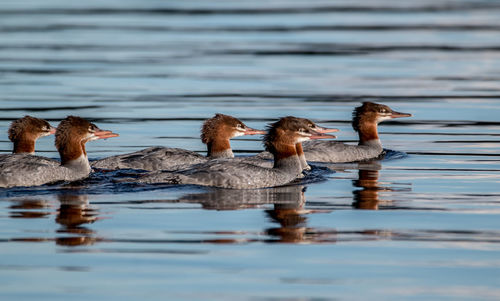 Birds swimming in lake