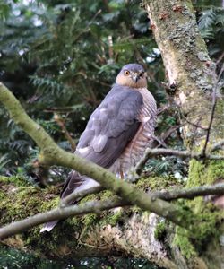 Close-up of bird perching on branch in forest