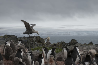 Flock of birds on the sea shore