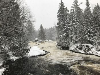 Snow covered land and trees in forest against sky