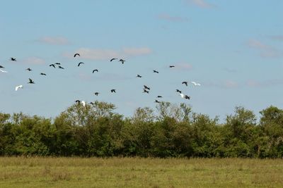 Flock of birds flying in the sky