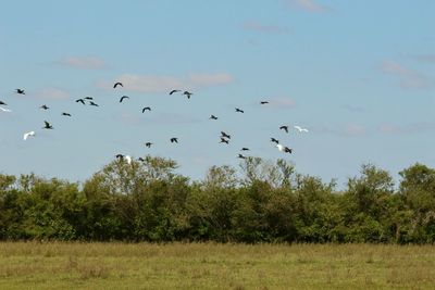 Flock of birds flying in the sky