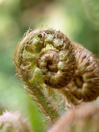 Close-up of fresh green plant