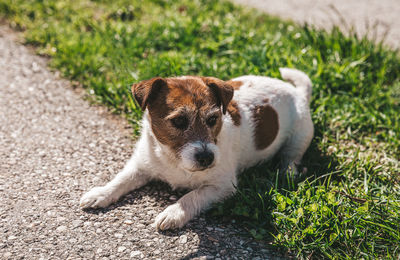 A small jack russell terrier dog walking with his owner in a city alley. outdoor pets