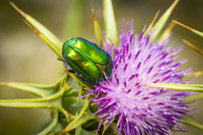 Close-up of insect on purple flower