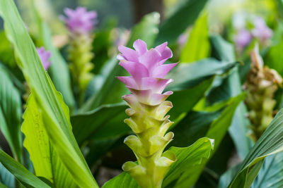 Close-up of pink flowering plant