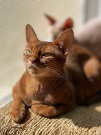 Close-up of cat sitting at home