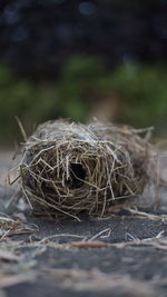 Close-up of bird nest