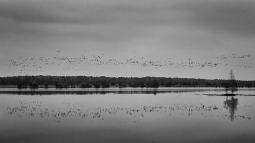 Birds flying over white background