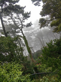 Low angle view of trees in forest against sky
