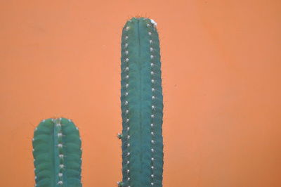 Close-up of cactus against orange wall