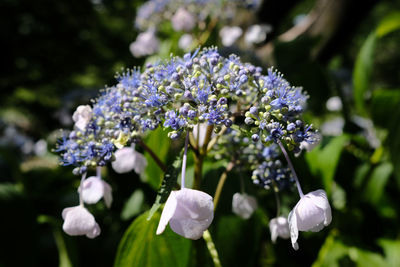 Close-up of purple flowering plants