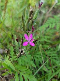 Close-up of pink flower blooming outdoors