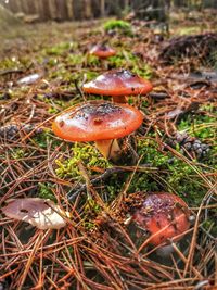 Close-up of mushroom growing on field