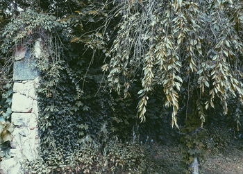 Close-up of snow on plant